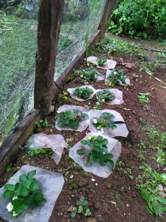 Banga-An Bnb And Coffee House Sagada Ngoại thất bức ảnh